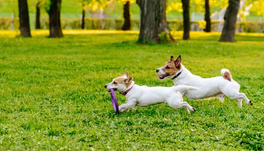 Two dogs running at park lawn playing with puller toy